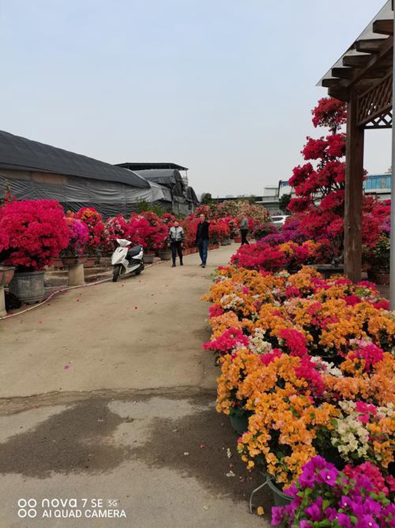 婚礼花艺：打造浪漫梦幻的梦幻时刻
