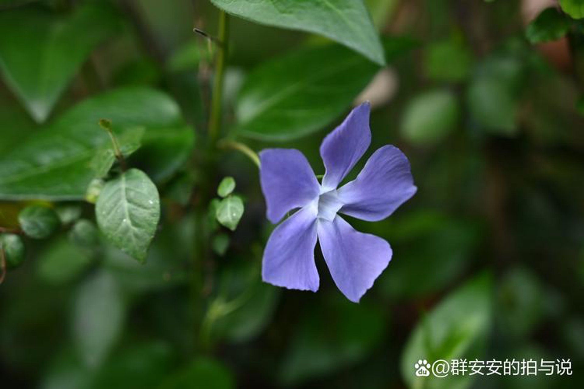 蓝蔓花卉